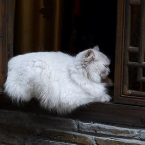 亚洲毛耸耸阴户特写
